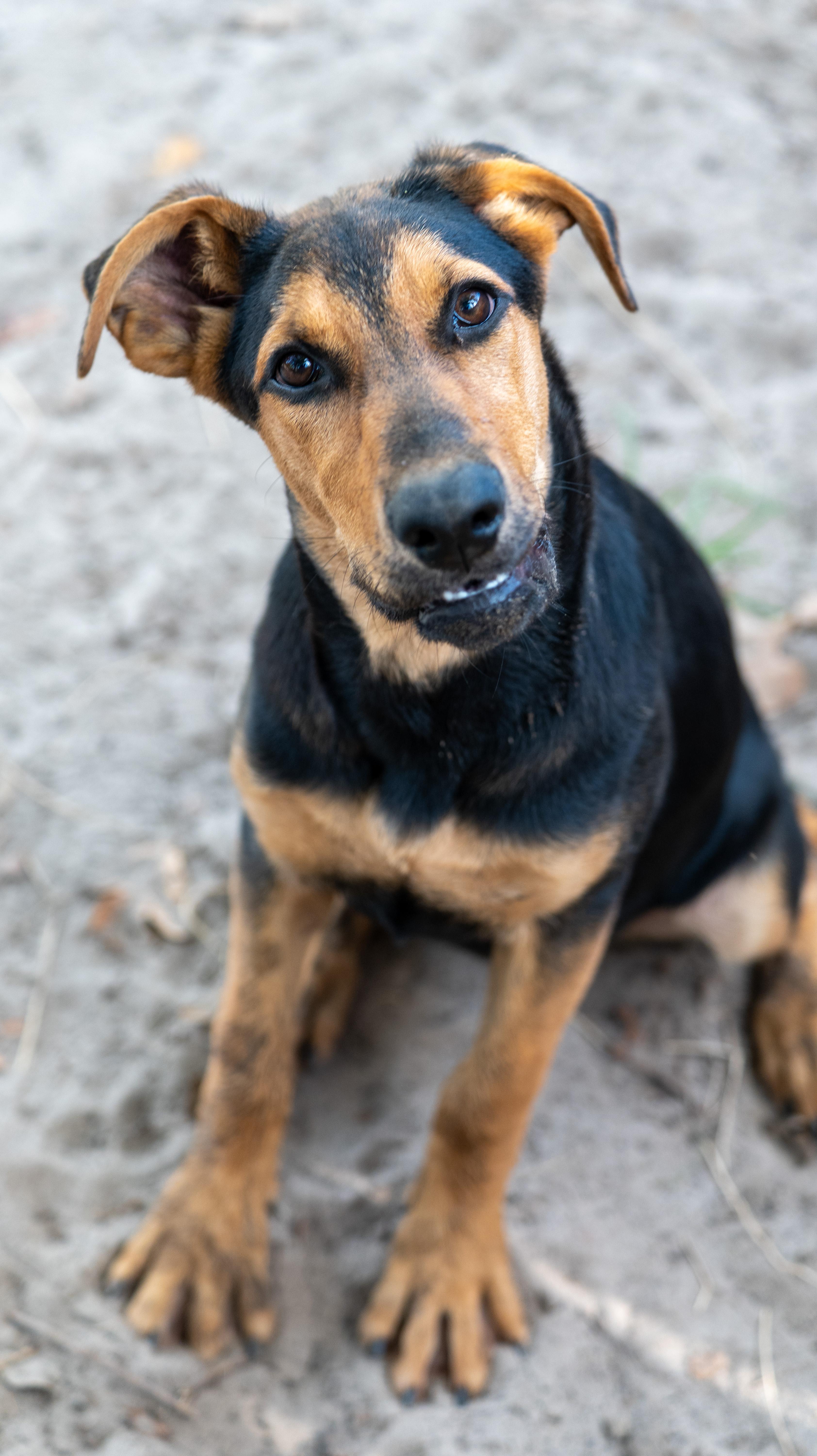 Enlarge Clara, a Adopted Mixed Breed in Nanuet, NY image 3/6