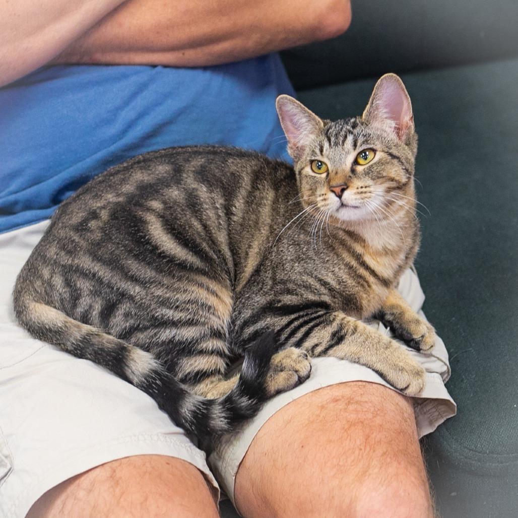 Stryker, Adoptable, Young Male Domestic Short Hair.