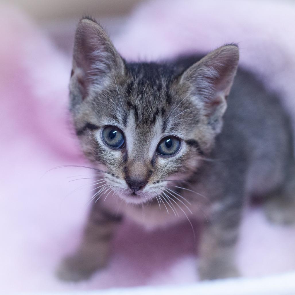 Enlarge Stryker, a Adoptable Domestic Short Hair in St. Augustine, FL image 3/6