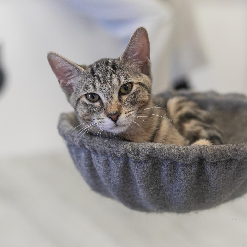 Enlarge Stryker, a Adoptable Domestic Short Hair in St. Augustine, FL image 4/6