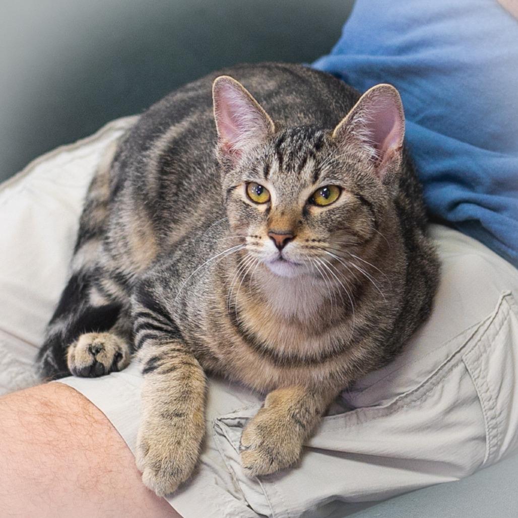 Enlarge Stryker, a Adoptable Domestic Short Hair in St. Augustine, FL image 5/6