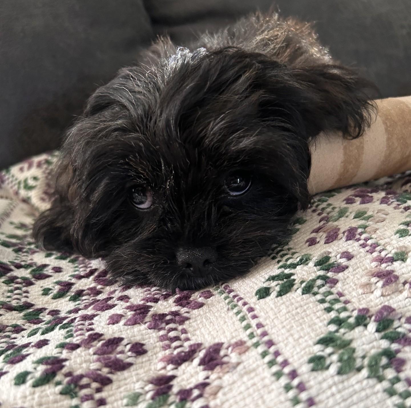 Potato, Adoptable, Puppy Female Lhasa Apso.