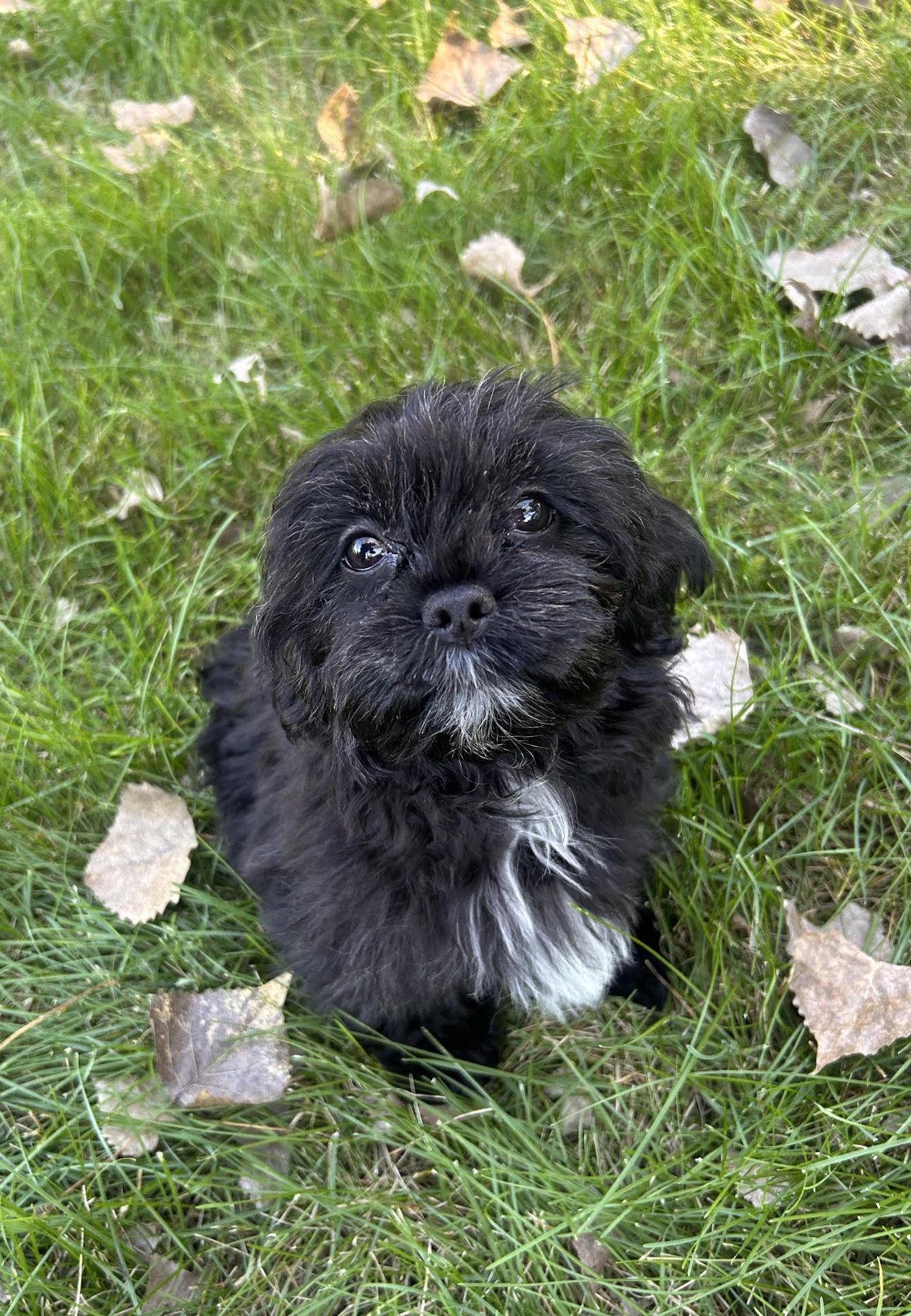 Enlarge Potato, a Adoptable Lhasa Apso in Wheaton, IL image 2/3