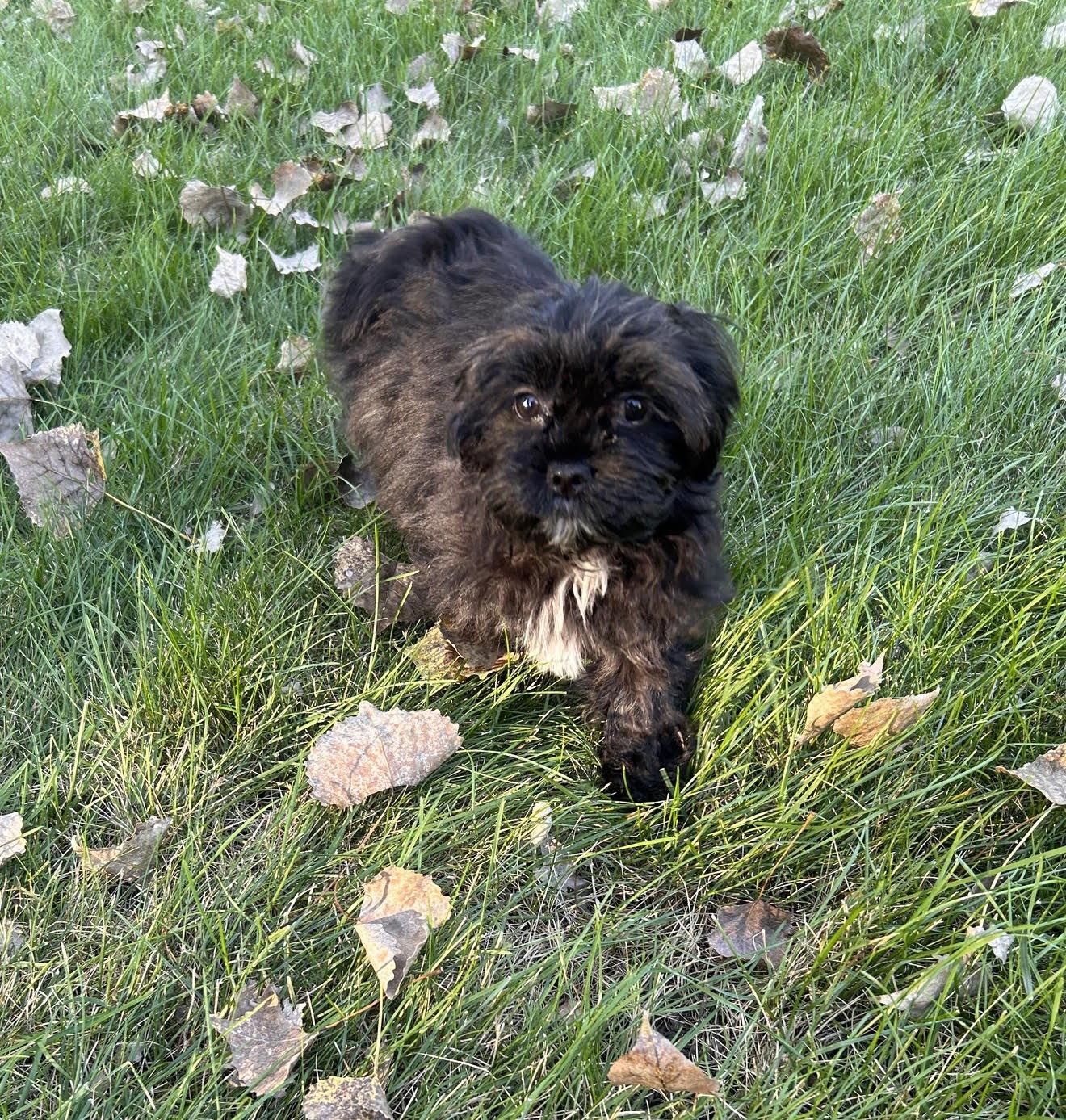 Enlarge Potato, a Adoptable Lhasa Apso in Wheaton, IL image 3/3