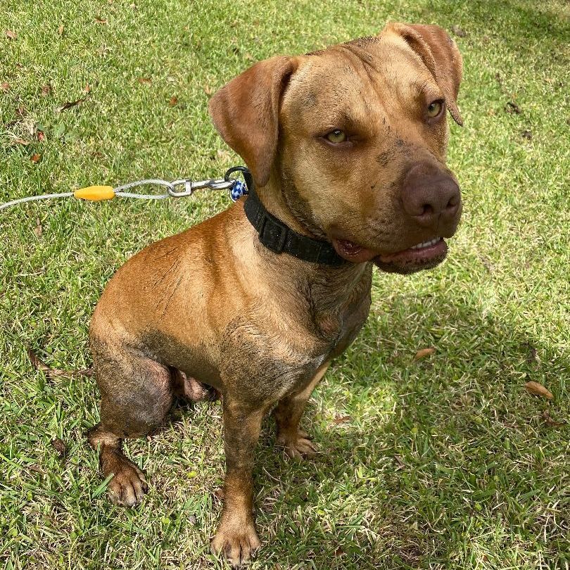 Enlarge Rue (123962) (In a foster home), a Adoptable mixed breed in Baton Rouge, LA image 5/6