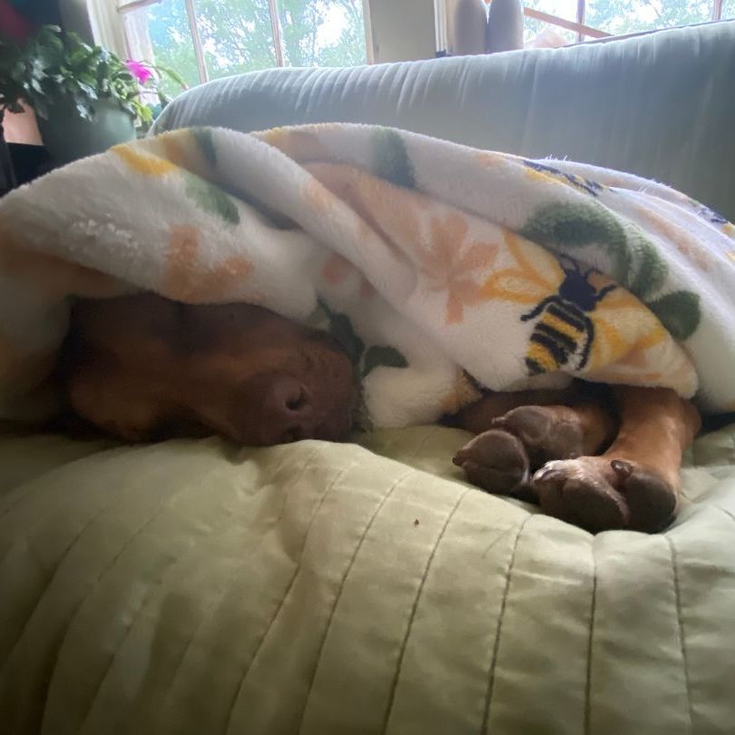 Enlarge Rue (123962) (In a foster home), a Adoptable mixed breed in Baton Rouge, LA image 3/6