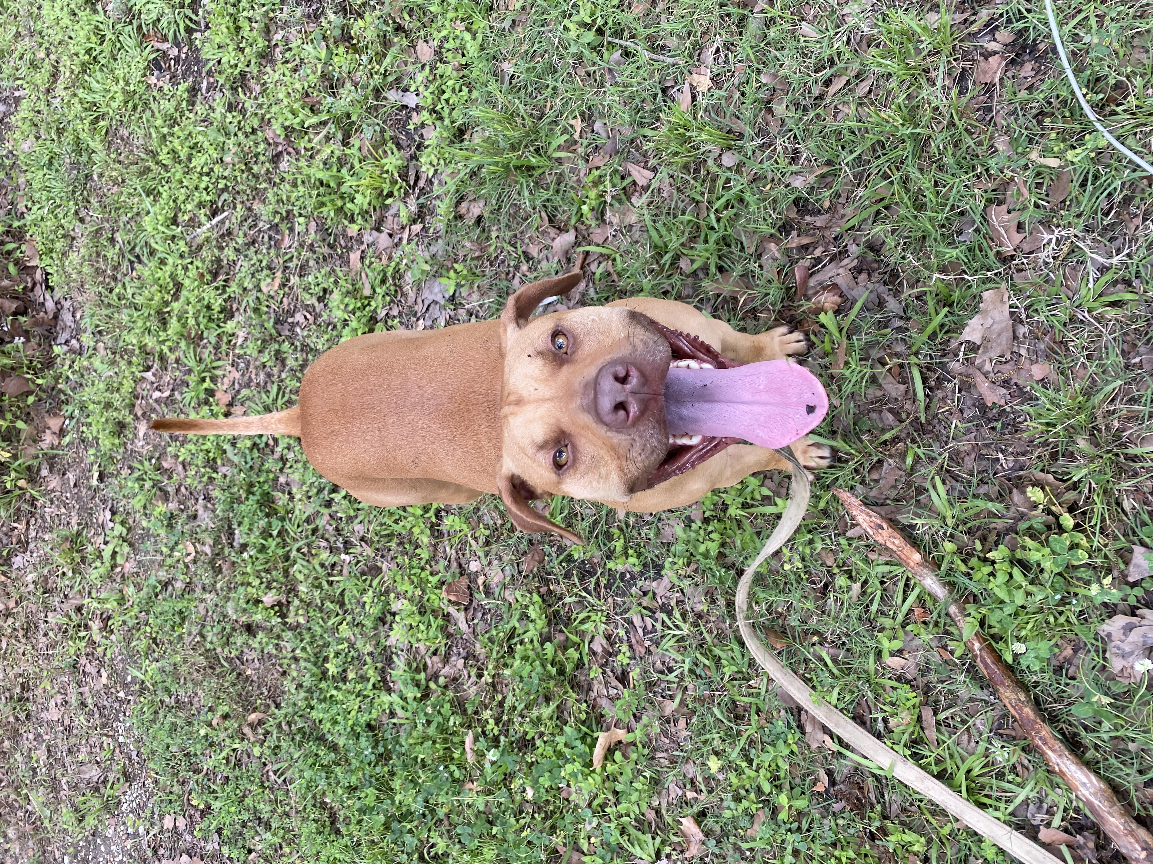 Enlarge Rue (123962) (In a foster home), a Adoptable mixed breed in Baton Rouge, LA image 6/6