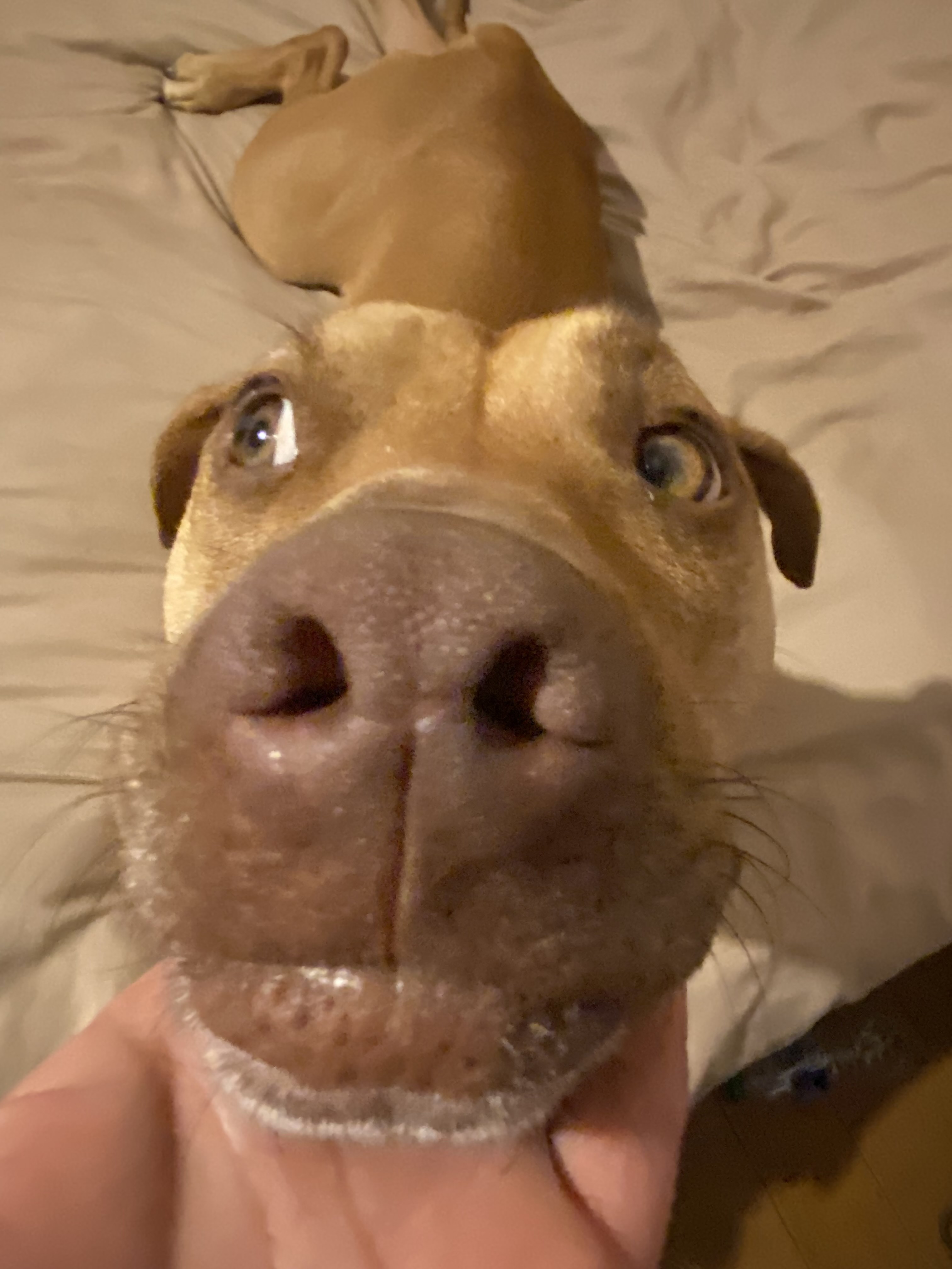 Rue (123962) (In a foster home), Adoptable, Young Male Dogue de Bordeaux & Pit Bull Terrier.