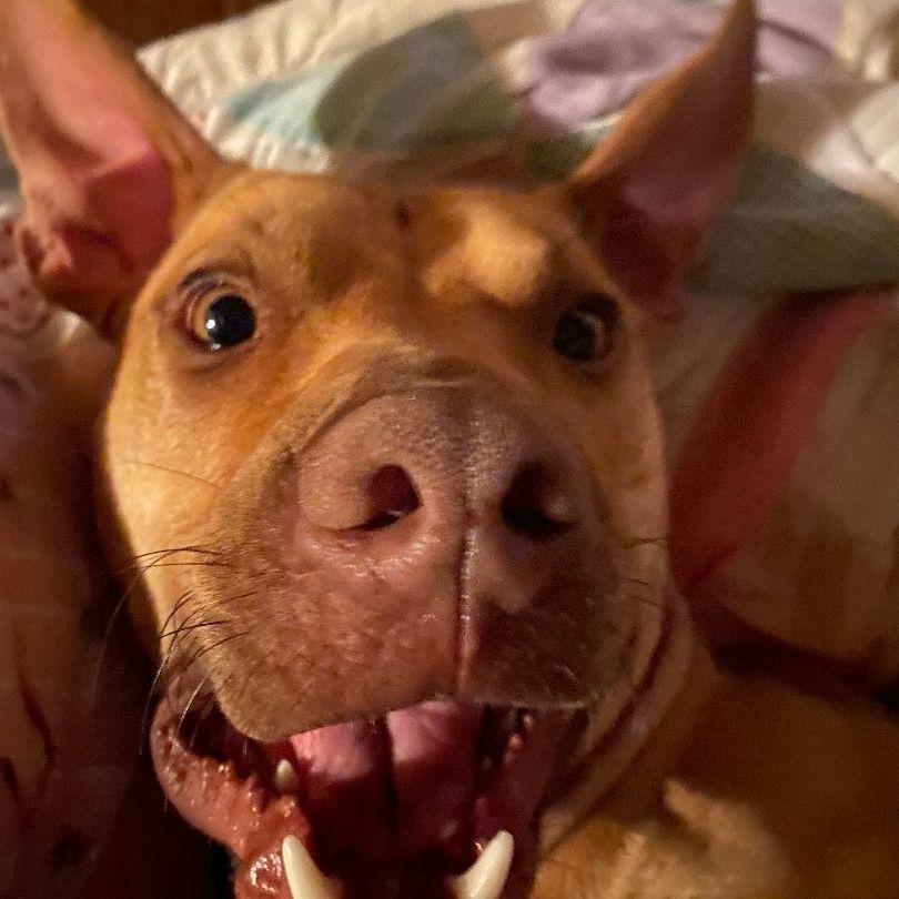 Enlarge Rue (123962) (In a foster home), a Adoptable mixed breed in Baton Rouge, LA image 2/6