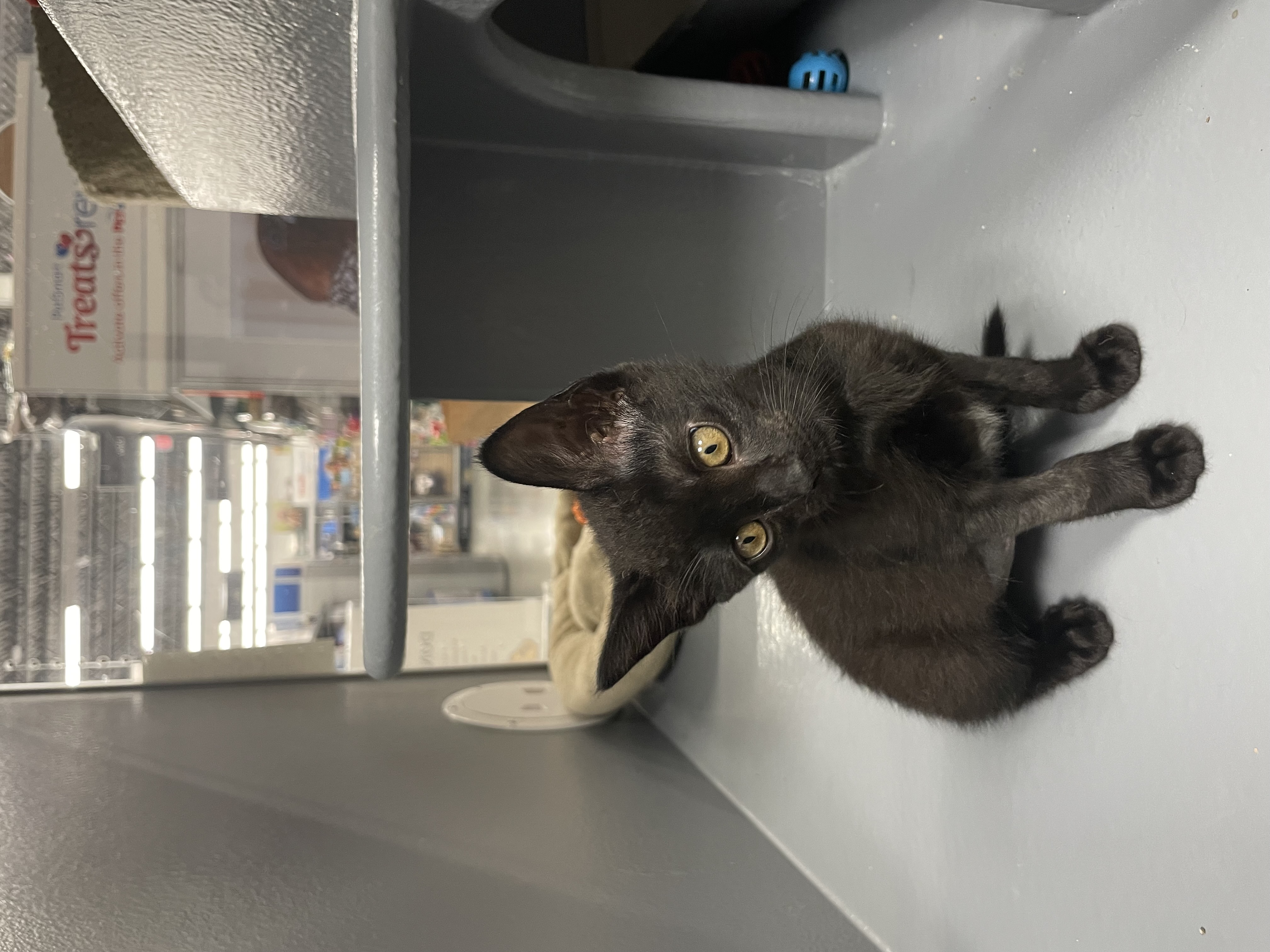 Orbit - Riley Fuzzel Petsmart