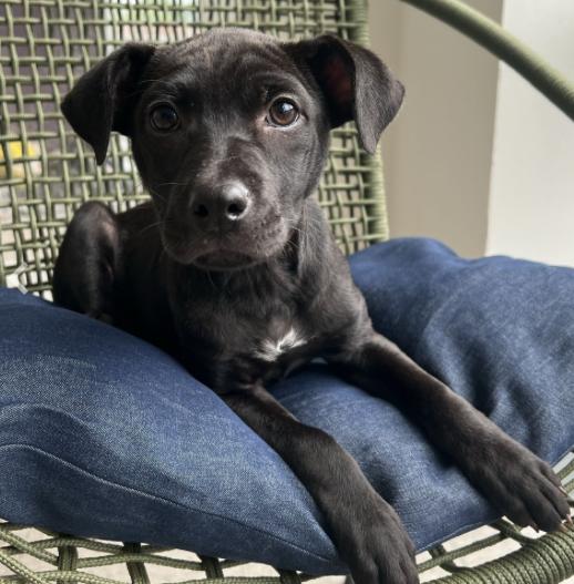 Enlarge Esme, a ADOPTABLE Mixed Breed in Homewood, IL image 1/1