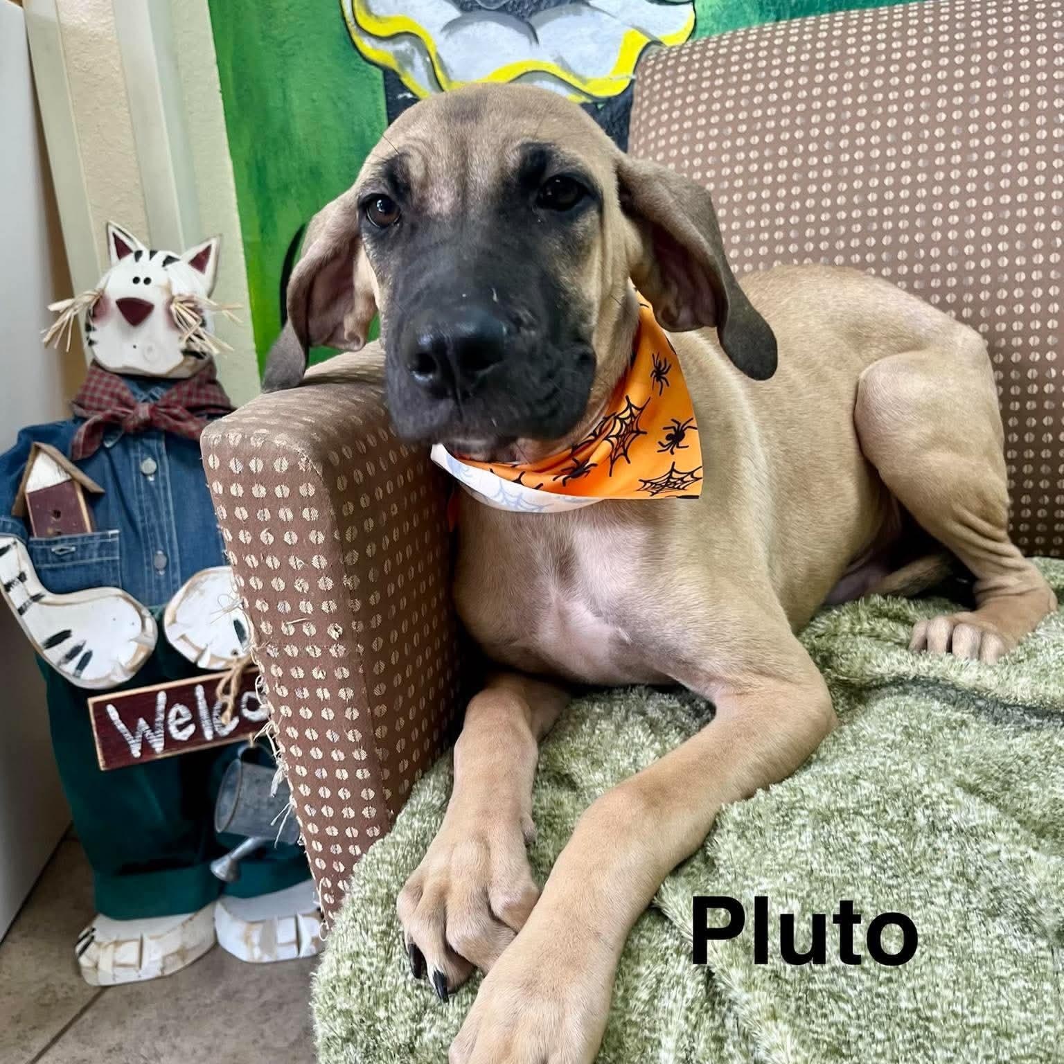 Pluto, Adoptable, Puppy Male Cane Corso & Mixed Breed.