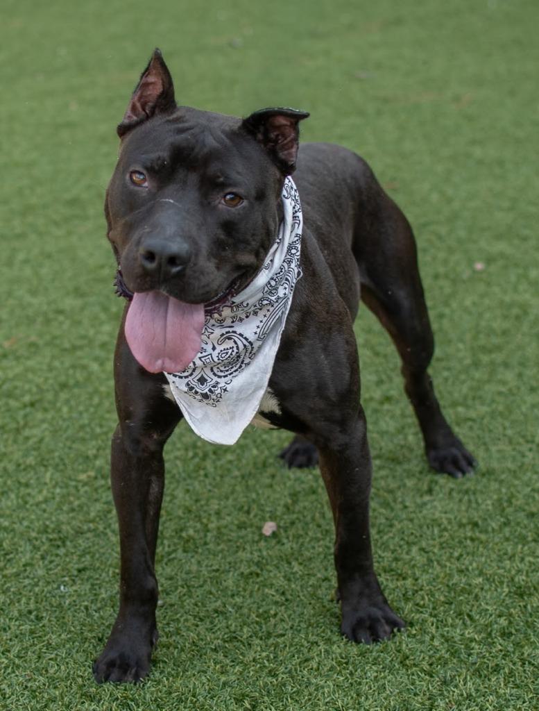 Thunder, Adoptable, Young Male Pit Bull Terrier.
