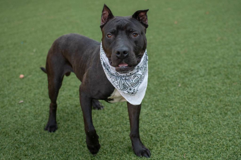 Enlarge Thunder, a Adoptable Pit Bull Terrier in Hartsville, SC image 2/4