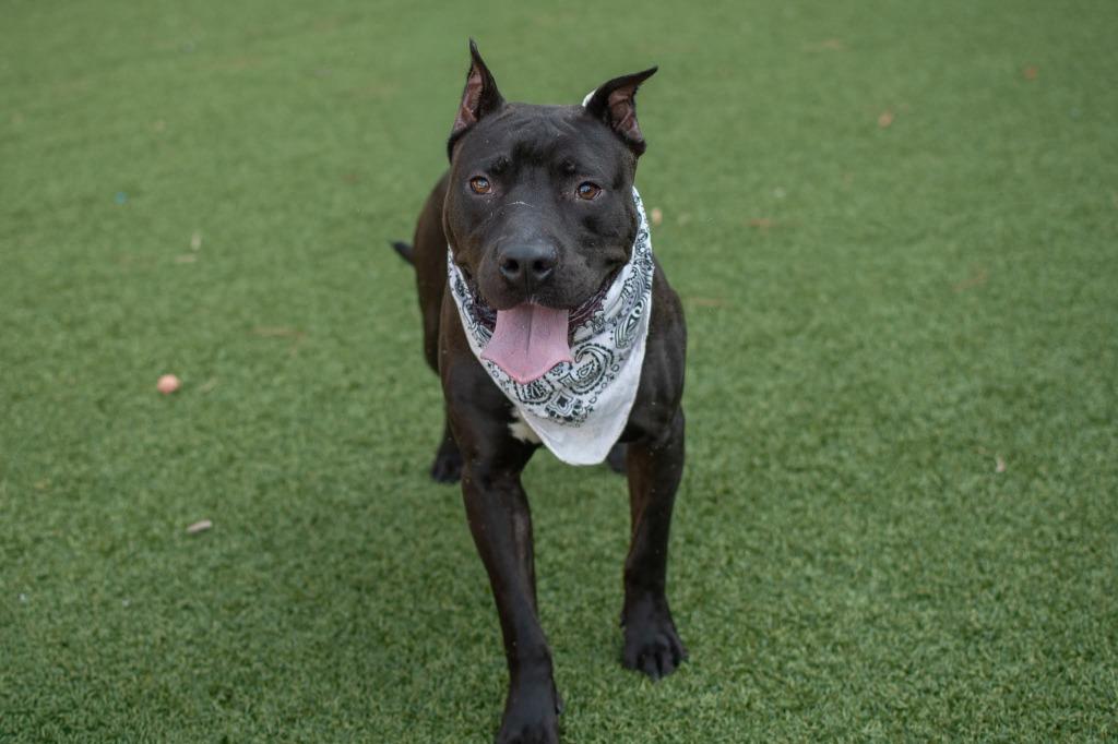 Enlarge Thunder, a Adoptable Pit Bull Terrier in Hartsville, SC image 3/4