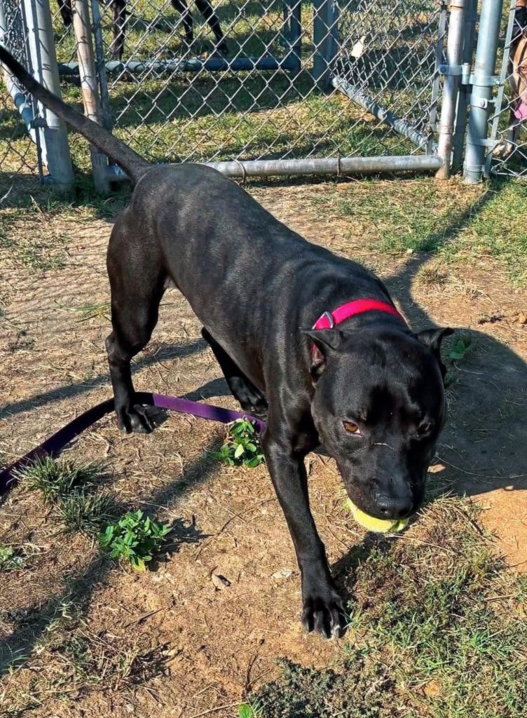 Enlarge Thunder, a Adoptable Pit Bull Terrier in Hartsville, SC image 4/4