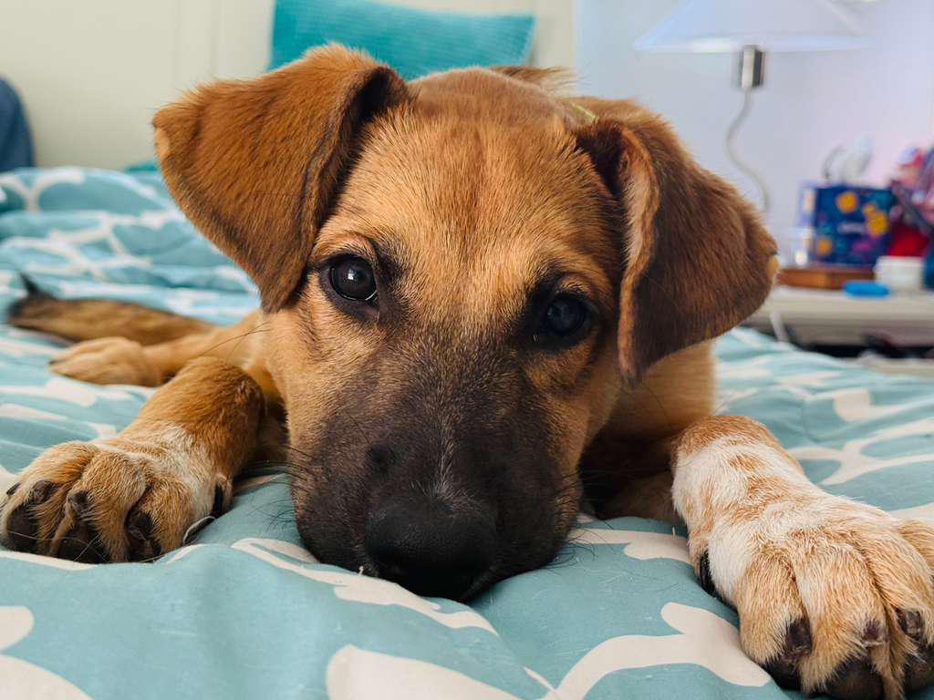 Rachel, a Adoptable Siberian Husky in San Diego, CA image 5/6