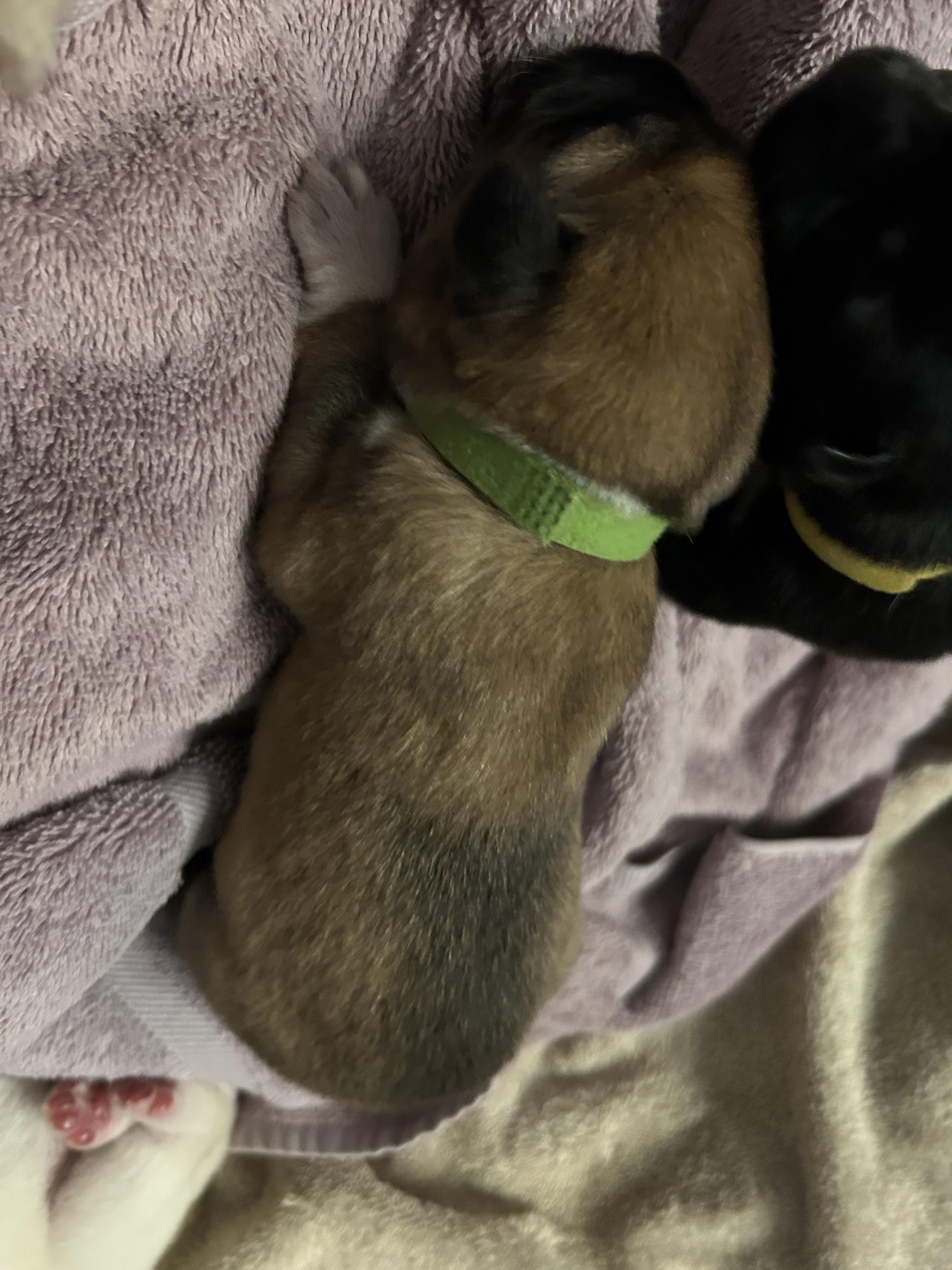 Rachel, a Adoptable Siberian Husky in San Diego, CA image 6/6