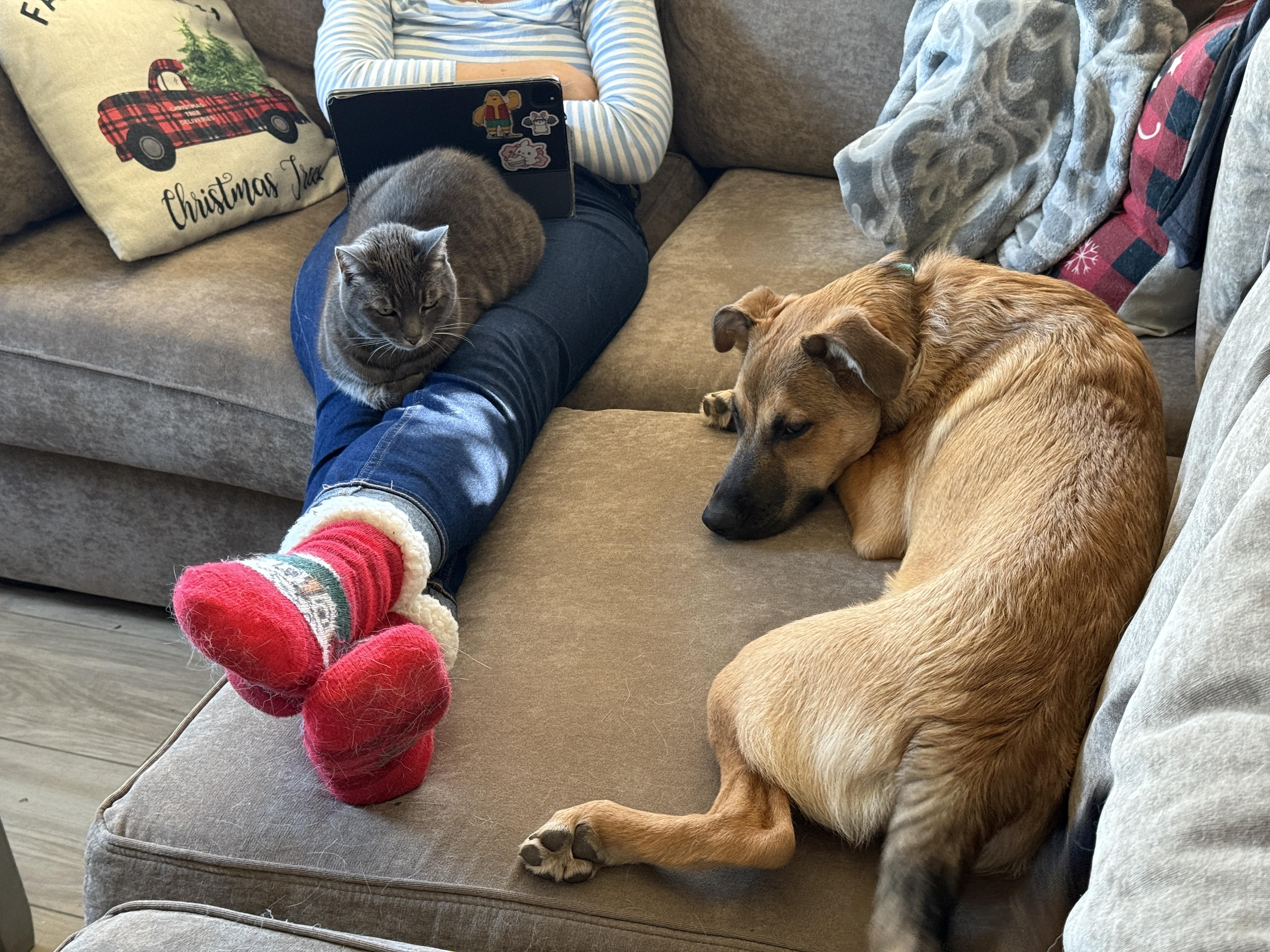 Rachel, a Adoptable Siberian Husky in San Diego, CA image 4/6