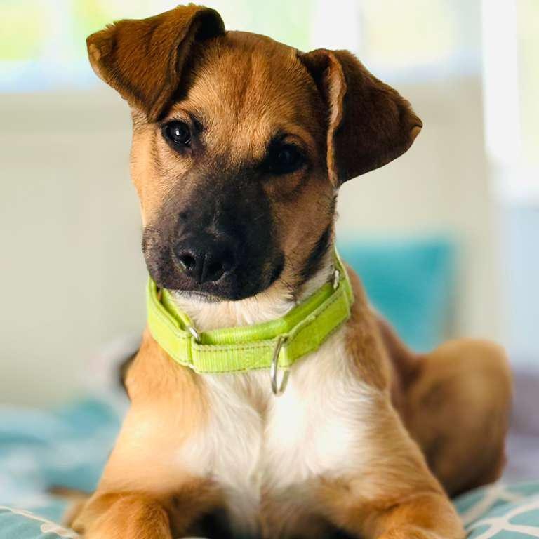 Rachel, a Adoptable Siberian Husky in San Diego, CA image 1/6