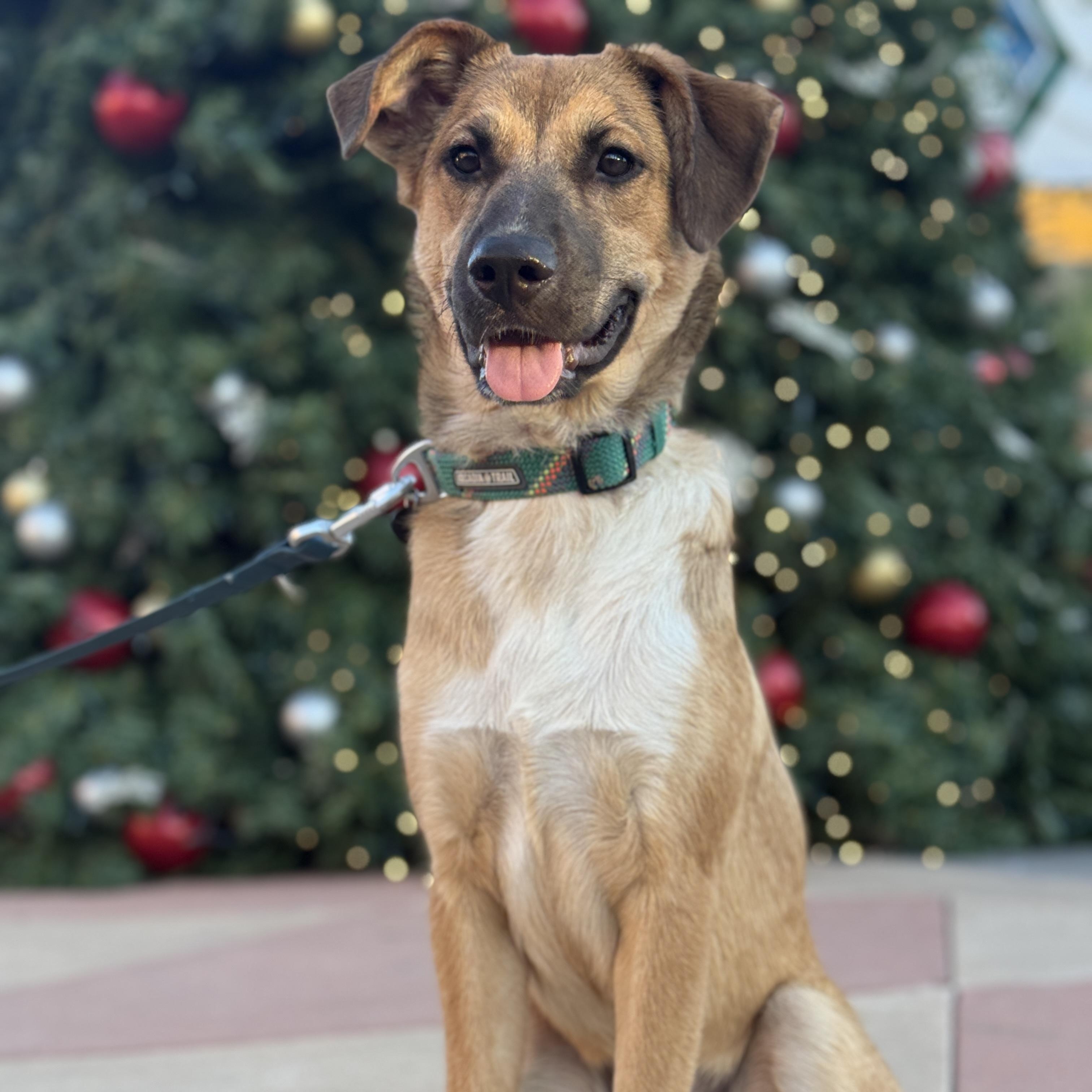 Rachel, a Adoptable Siberian Husky in San Diego, CA image 3/6
