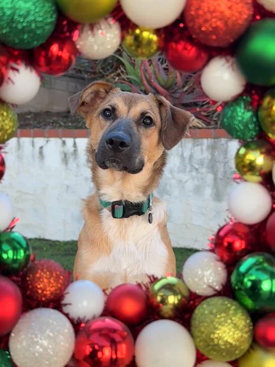 Enlarge Rachel, a Adoptable Siberian Husky in San Diego, CA video 2/6