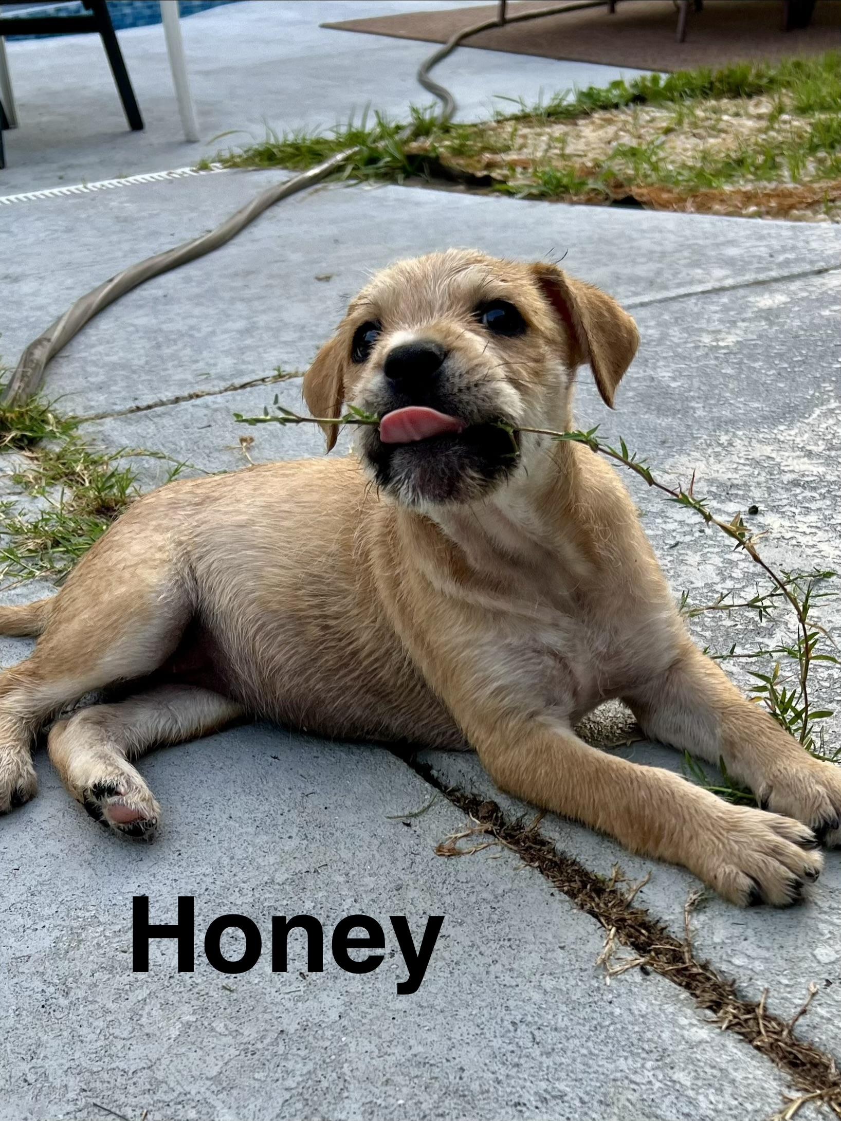 Enlarge Honey, an adopted mixed breed in Pawleys Island, SC image 1/1