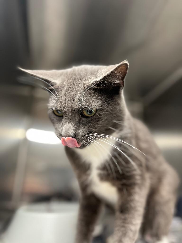 Enlarge Harbard, a Adoptable mixed breed in Hopkinsville, KY image 1/4