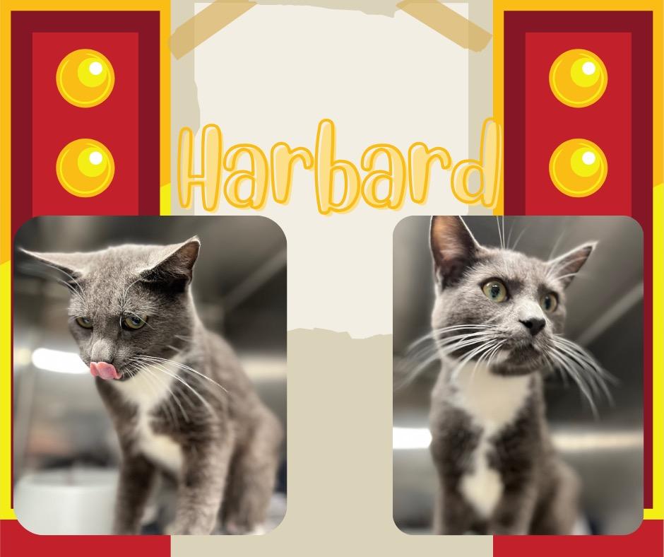 Enlarge Harbard, a Adoptable mixed breed in Hopkinsville, KY image 2/4