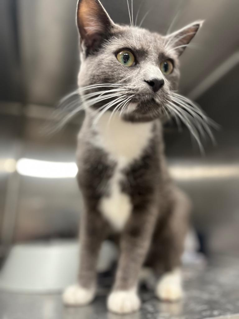 Enlarge Harbard, a Adoptable mixed breed in Hopkinsville, KY image 3/4