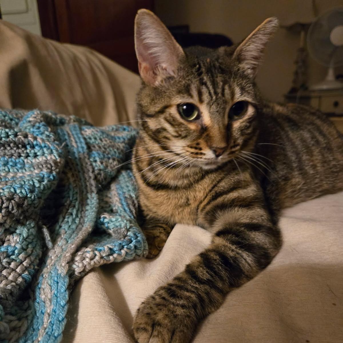 Ginny, Adoptable, Adult Female Domestic Short Hair.