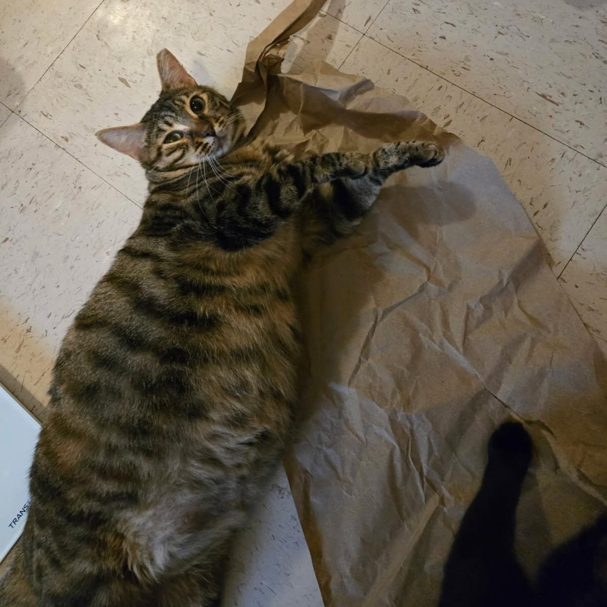 Enlarge Ginny, a Adoptable Domestic Short Hair in jacksonville, FL image 6/6