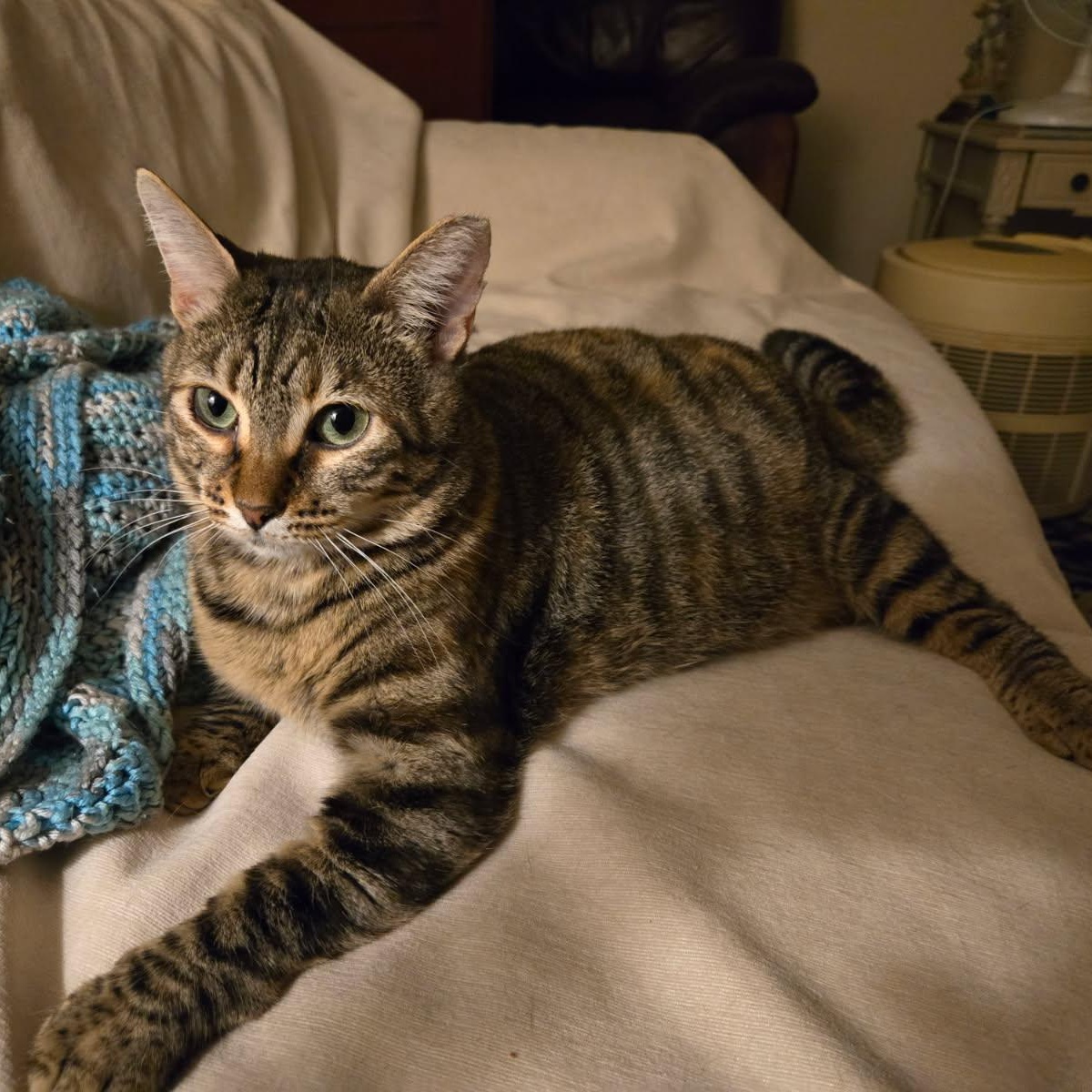 Enlarge Ginny, a Adoptable Domestic Short Hair in jacksonville, FL image 2/6
