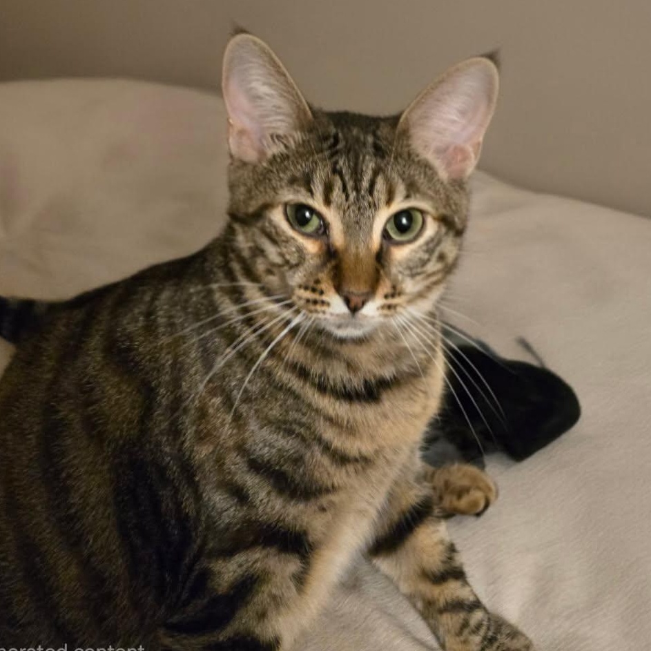 Enlarge Ginny, a Adoptable Domestic Short Hair in jacksonville, FL image 3/6