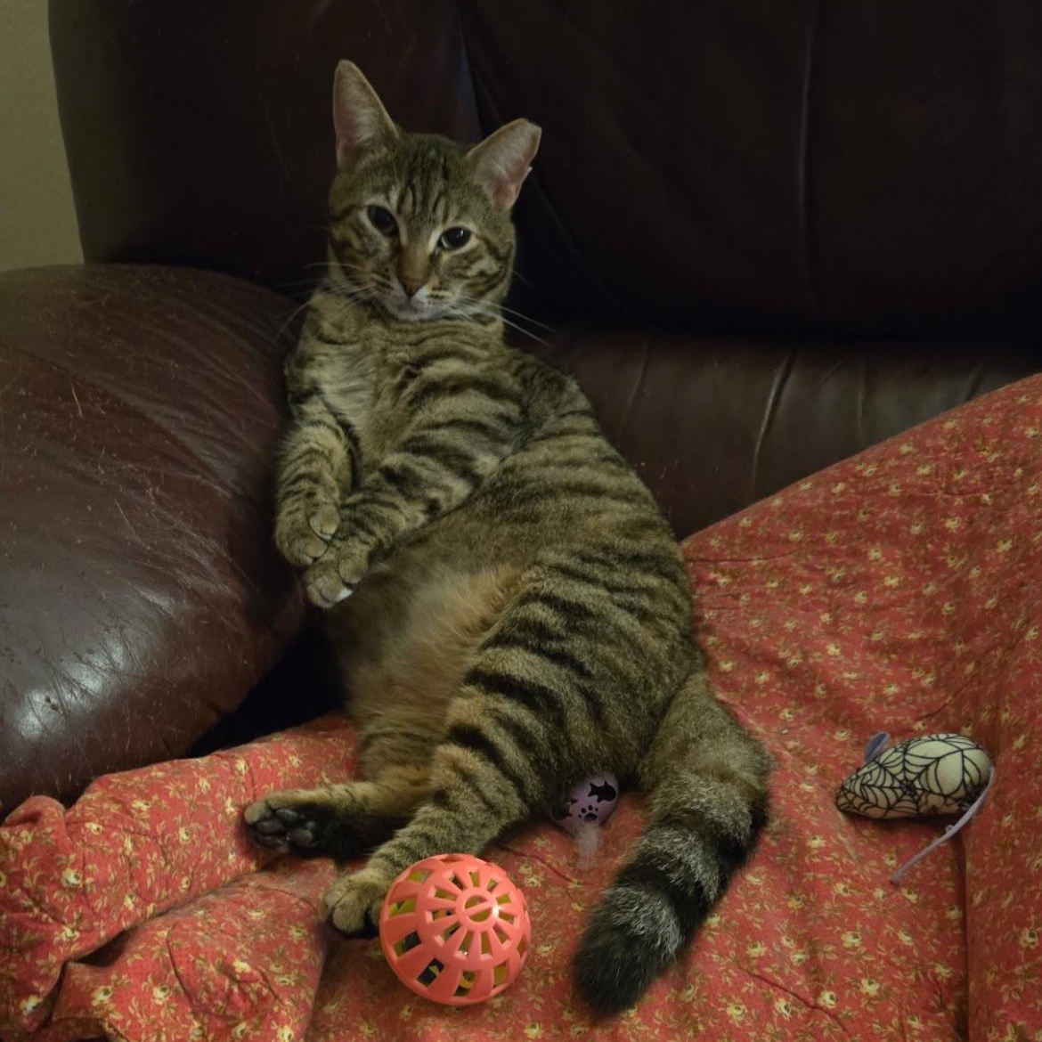 Enlarge Ginny, a Adoptable Domestic Short Hair in jacksonville, FL image 4/6