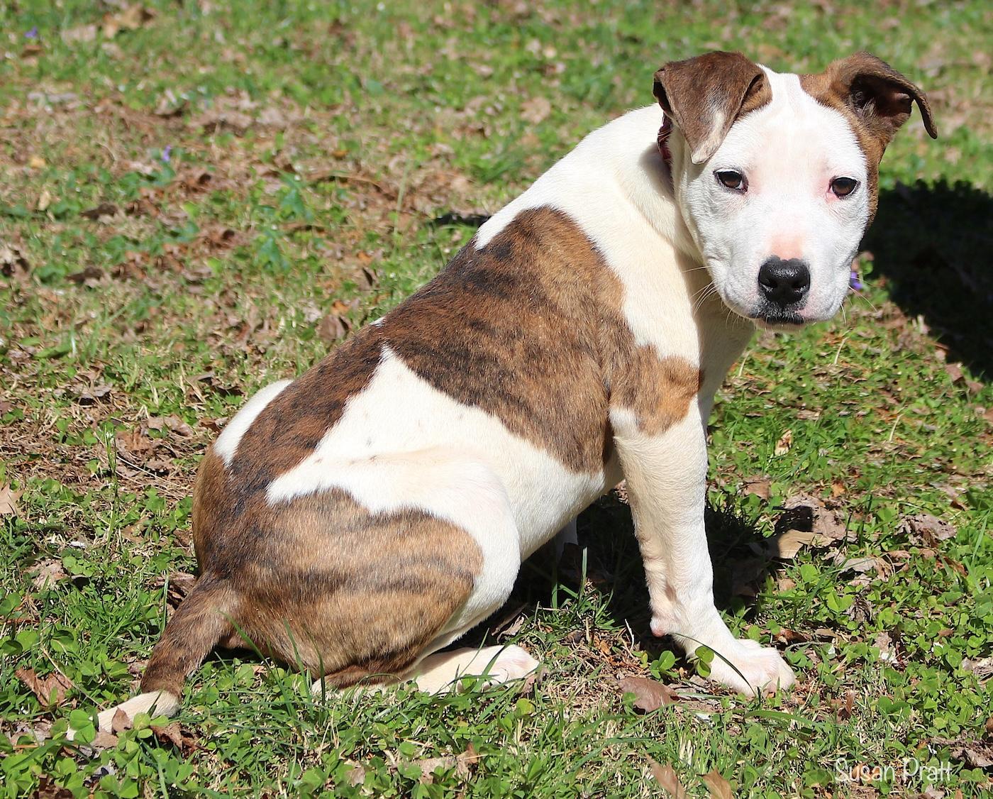 Enlarge Puddles, a ADOPTABLE mixed breed in Bedford, VA image 2/6