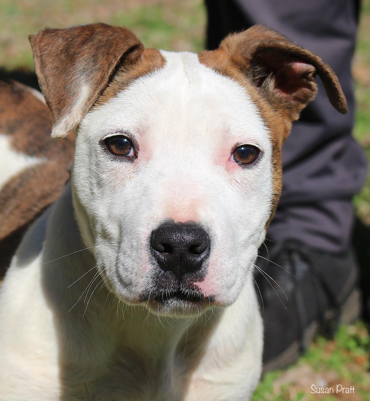 Enlarge Puddles, a ADOPTABLE mixed breed in Bedford, VA image 1/6