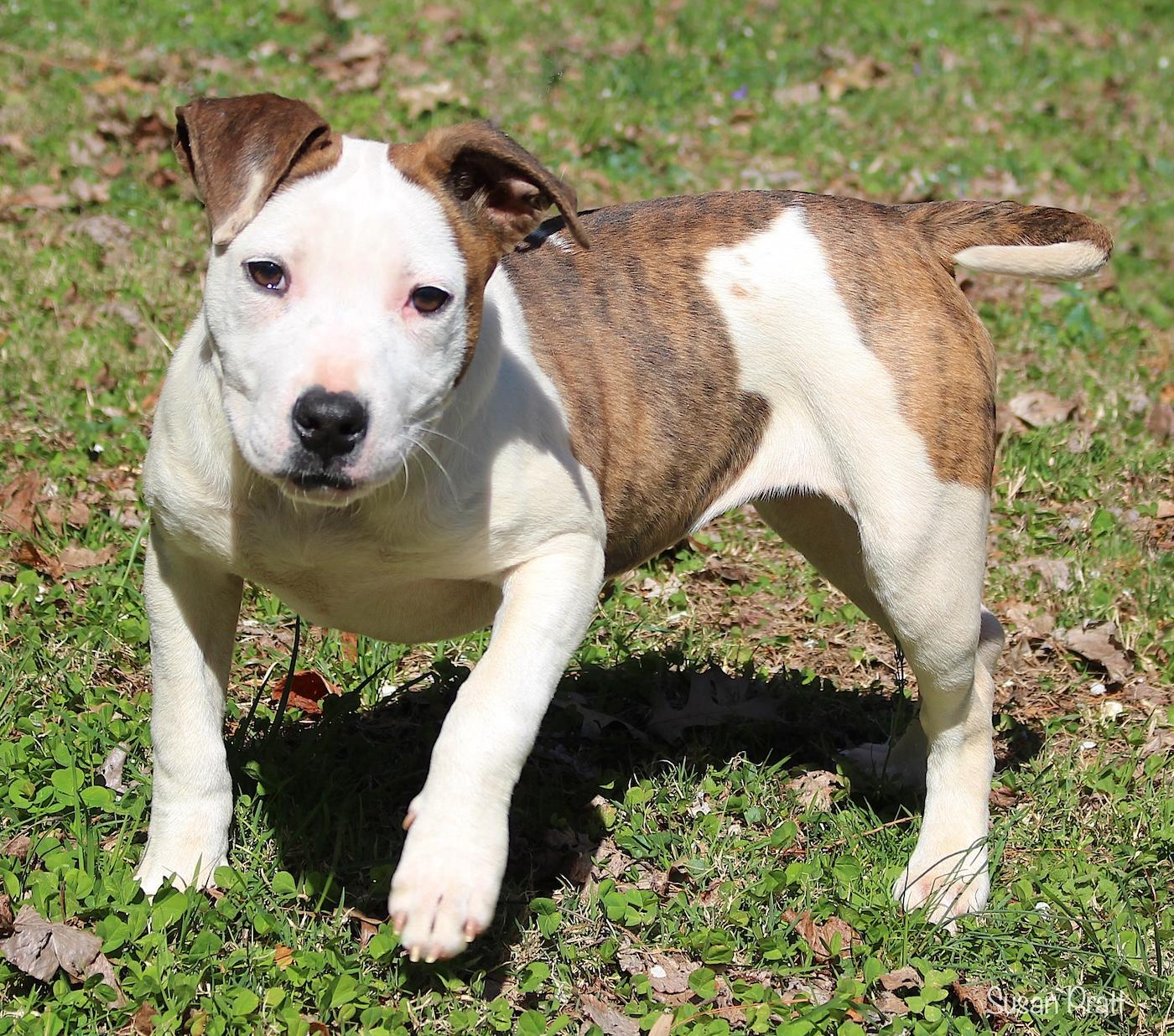 Enlarge Puddles, a ADOPTABLE mixed breed in Bedford, VA image 3/6