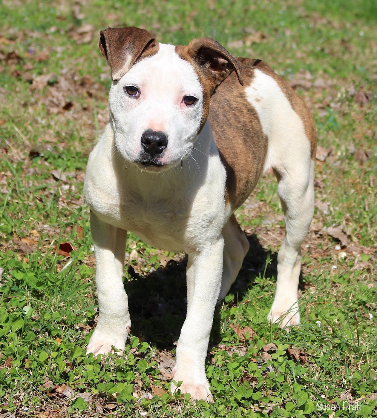 Enlarge Puddles, a ADOPTABLE mixed breed in Bedford, VA image 4/6