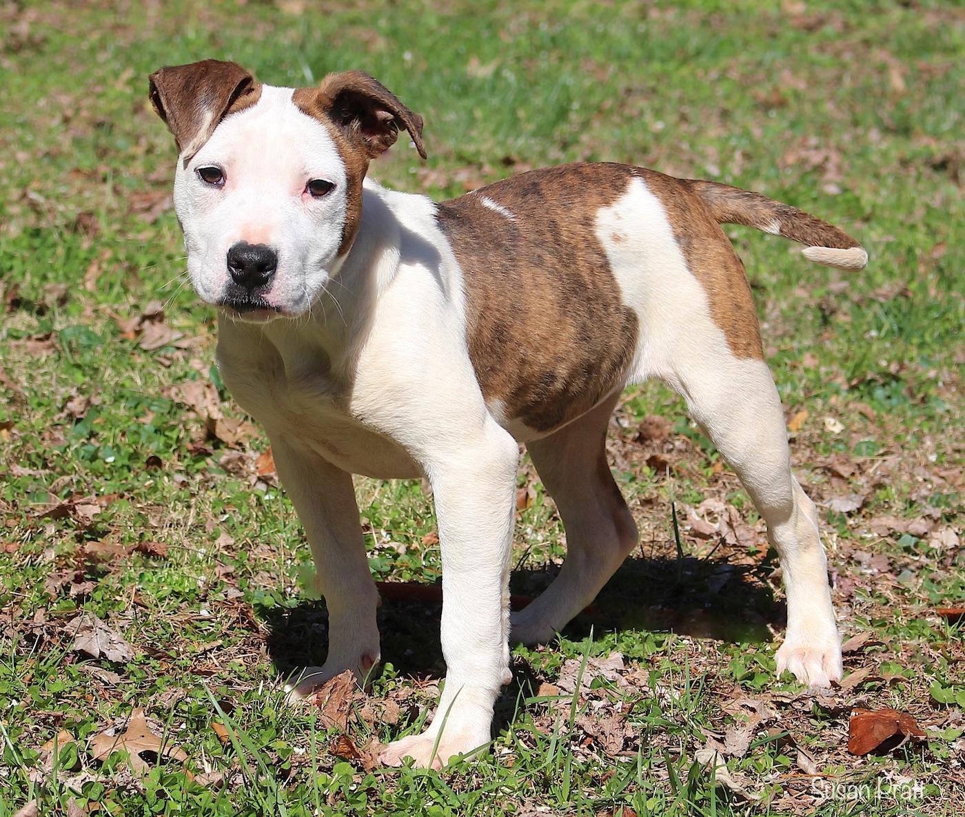 Enlarge Puddles, a ADOPTABLE mixed breed in Bedford, VA image 5/6