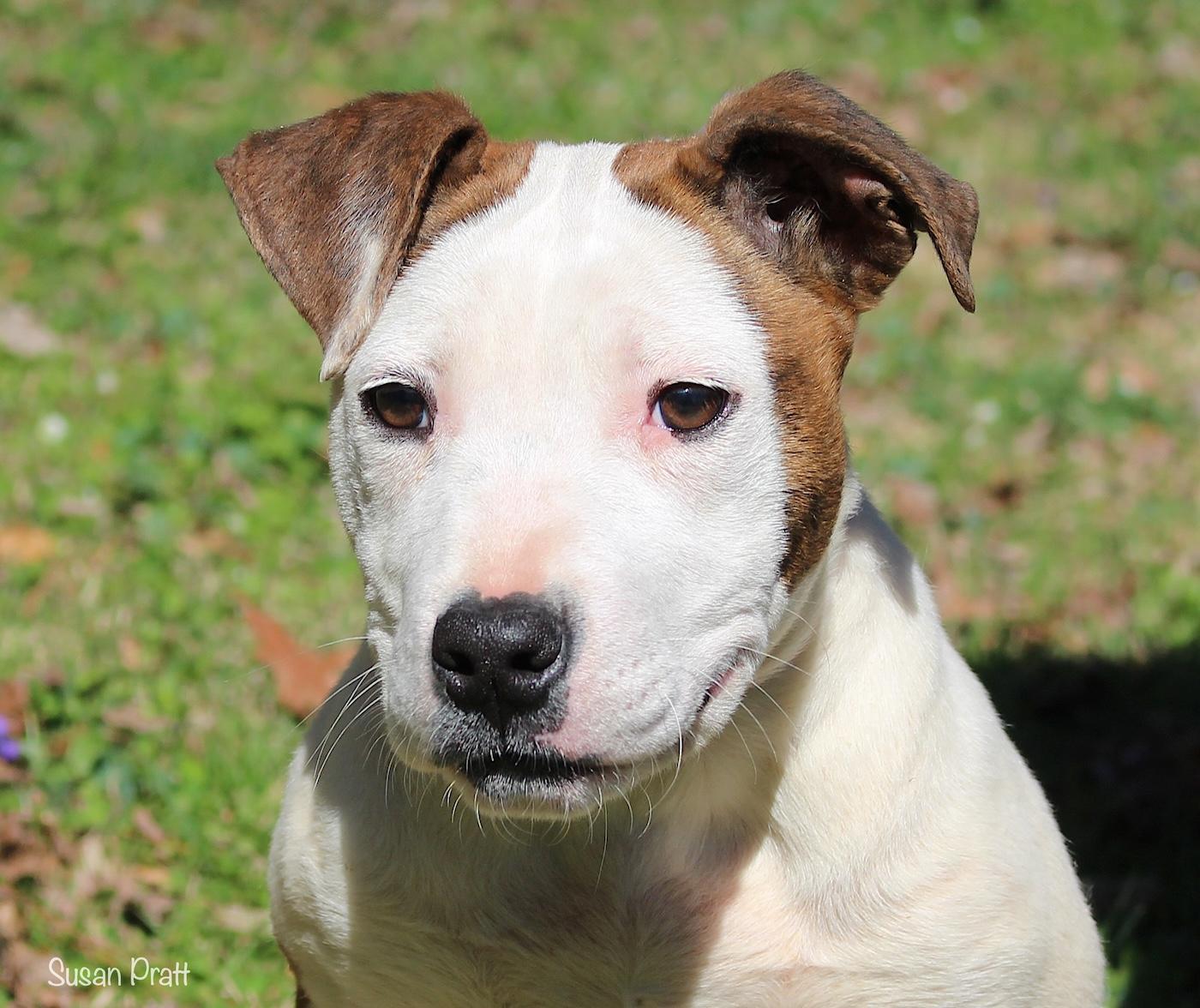 Enlarge Puddles, a ADOPTABLE mixed breed in Bedford, VA image 6/6