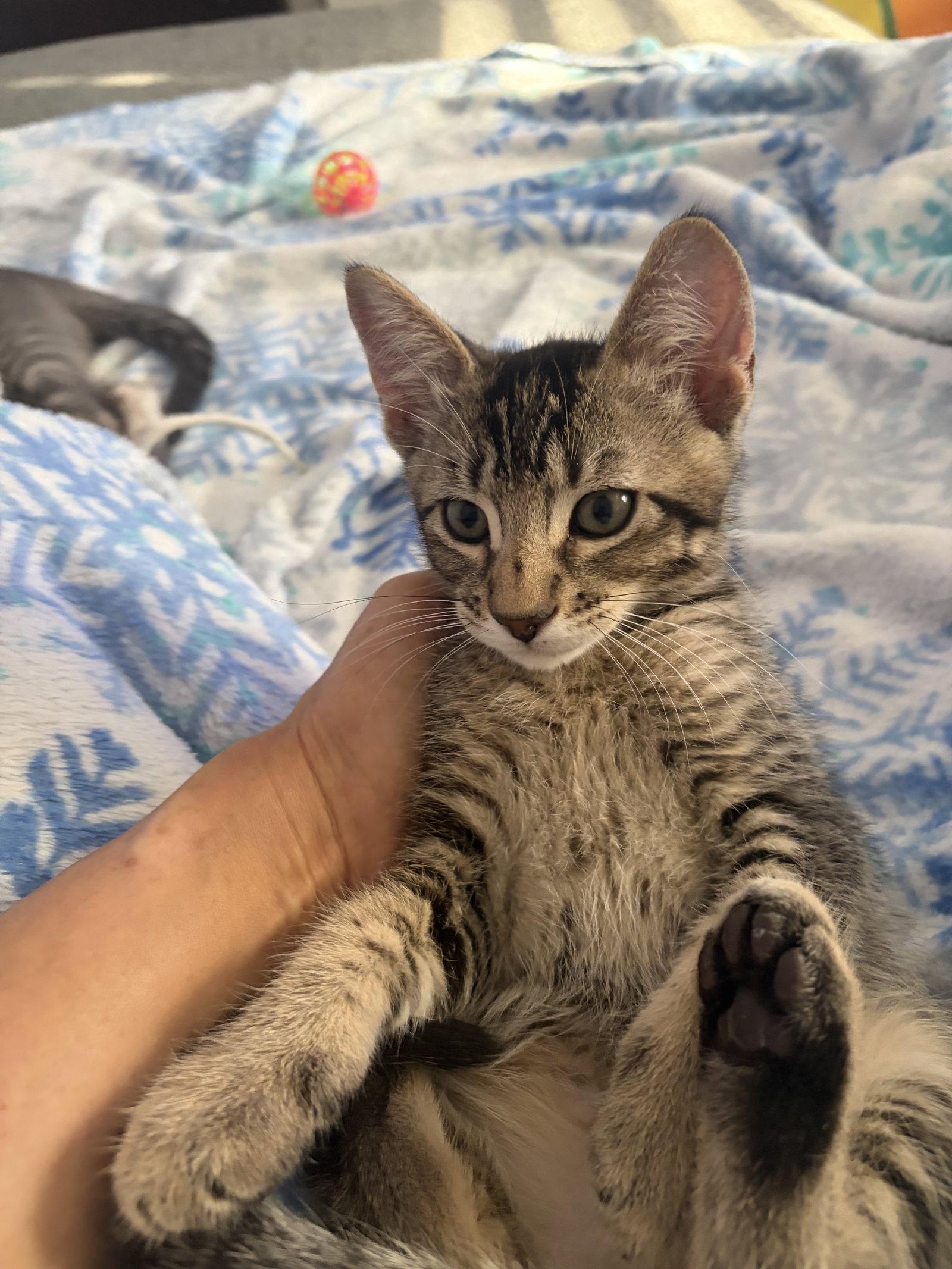 Tabs, Adoptable, Young Male Domestic Short Hair.
