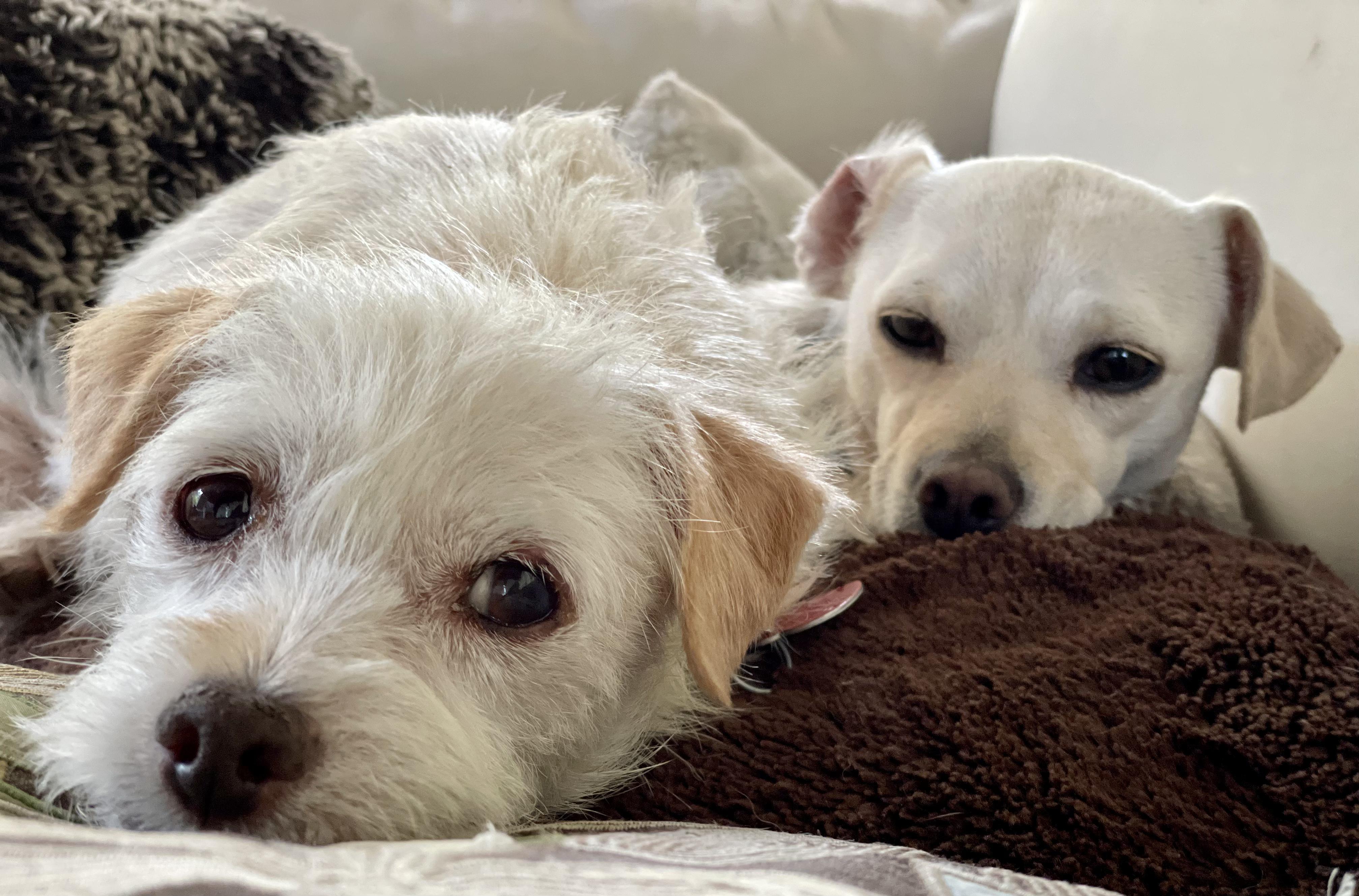 Valerie & Mallory, a Adoptable mixed breed image 1/5