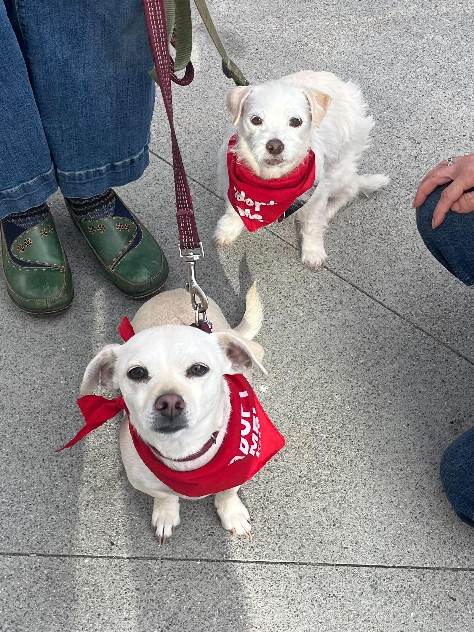 Valerie & Mallory, Adoptable, Young Female Chihuahua.
