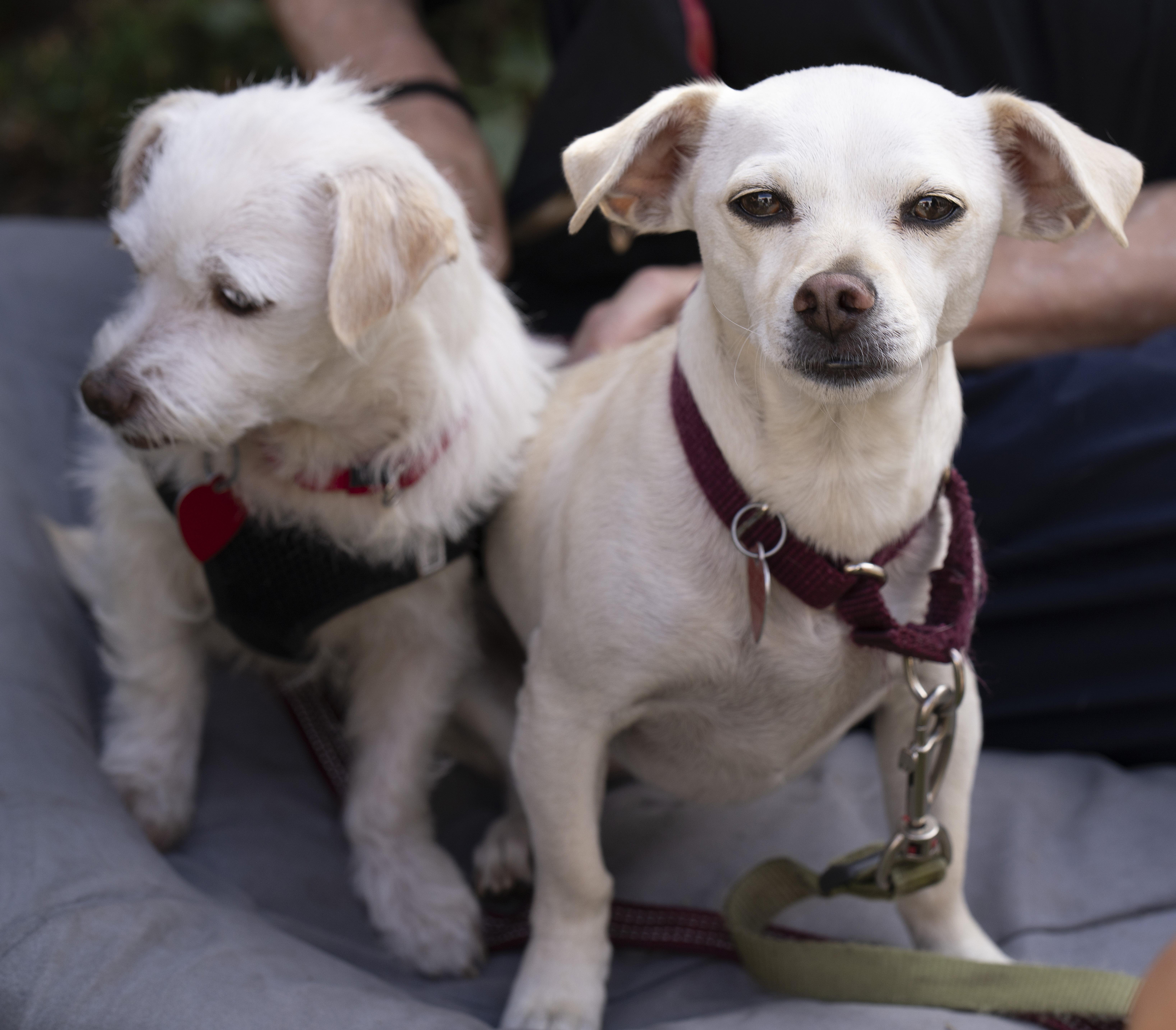 Valerie & Mallory, a Adoptable mixed breed image 3/5