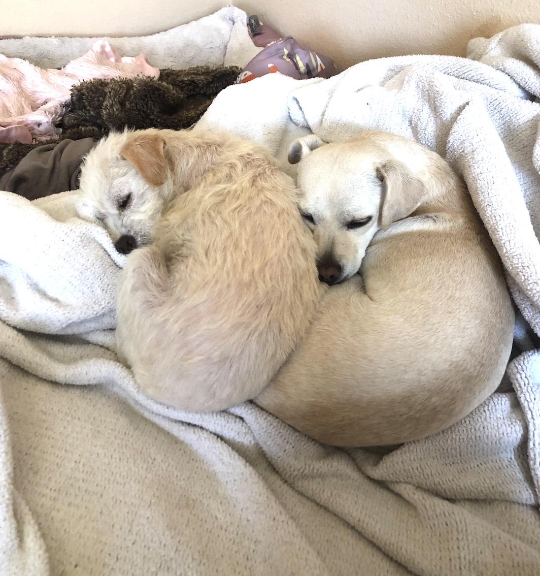 Valerie & Mallory, a Adoptable mixed breed image 4/5