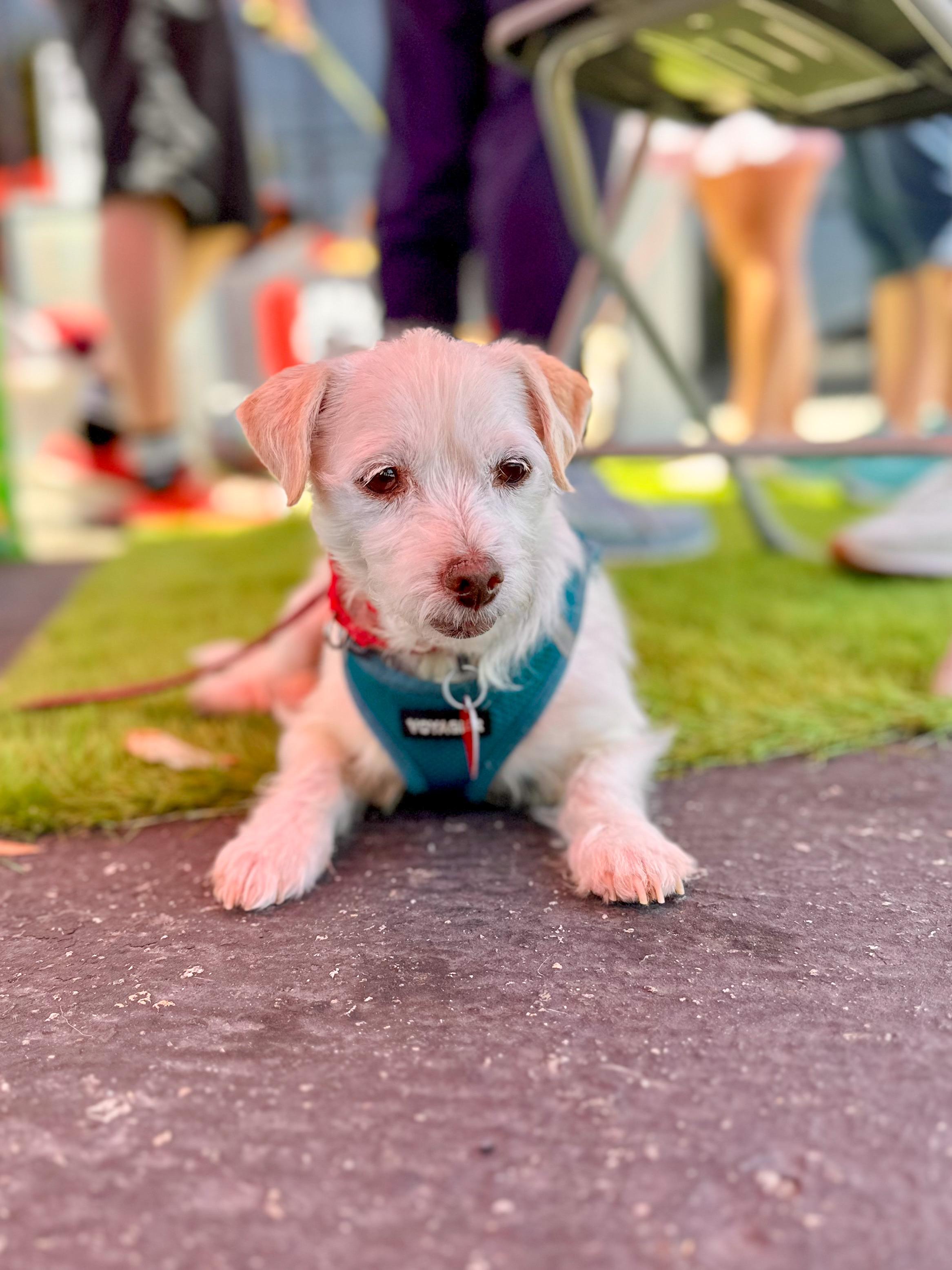 Valerie & Mallory, a Adoptable mixed breed image 5/5