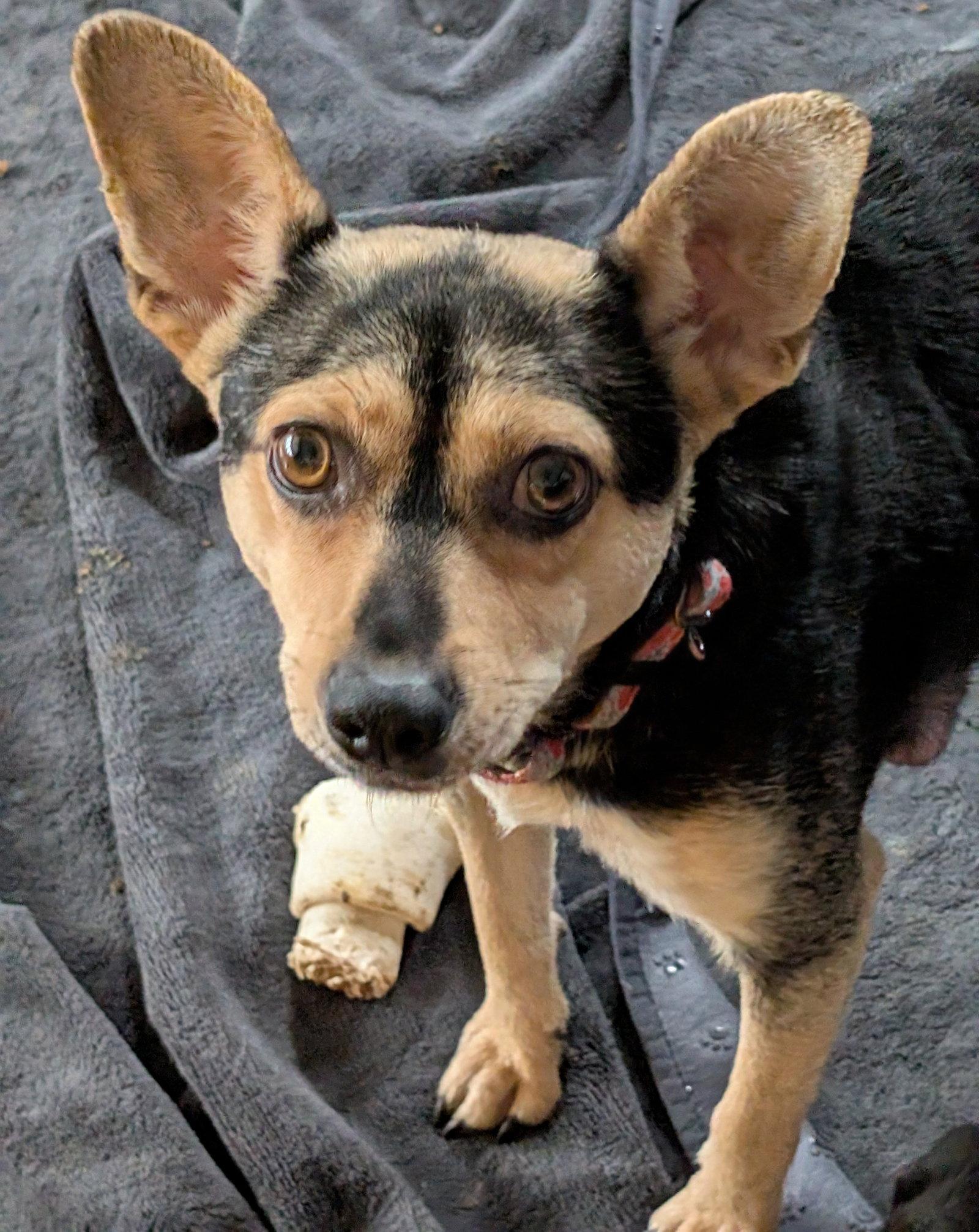 Enlarge Linda, a Adopted Terrier in Brooklyn Center, MN image 1/3