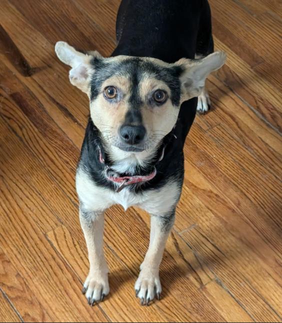 Enlarge Linda, a Adopted Terrier in Brooklyn Center, MN image 3/3