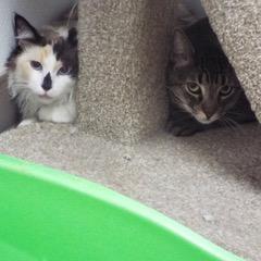 Milo--Adoptable with Bonded Companion, Caramelo